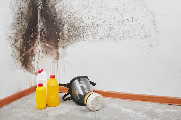 Best Mold Remediation for Specific Building Types in Franklin, OH