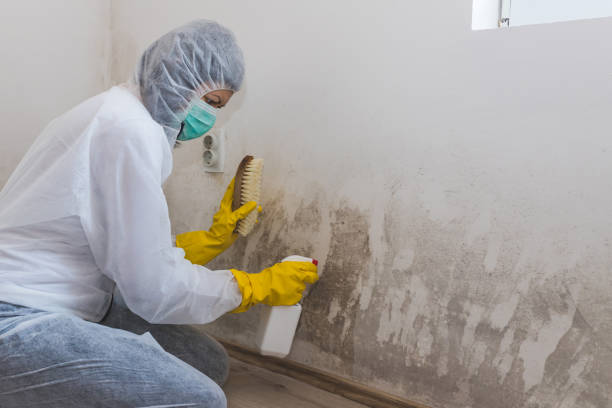 Best Kitchen Mold Remediation in Franklin, OH