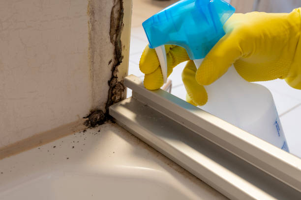Best Residential Mold Remediation in Franklin, OH