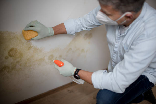 Best White Mold Remediation in Franklin, OH