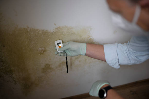 Best Preventive Mold Services in Franklin, OH
