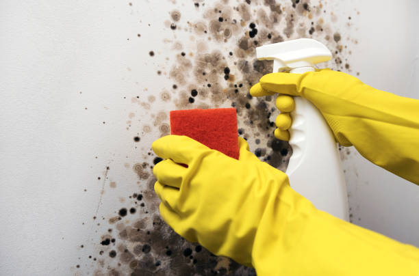 Best Post-Flood Mold Remediation in Franklin, OH