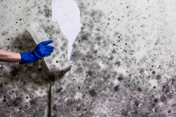 Best Attic Mold Remediation in Franklin, OH