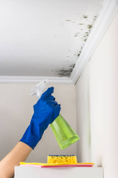 Reliable Franklin, OH Mold Remediation Solutions