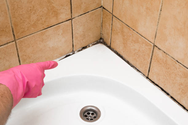 Best Basement Mold Remediation in Franklin, OH