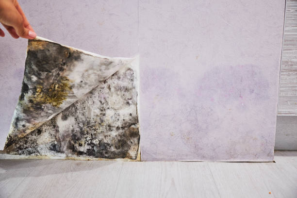 Best Residential Mold Remediation in Franklin, OH